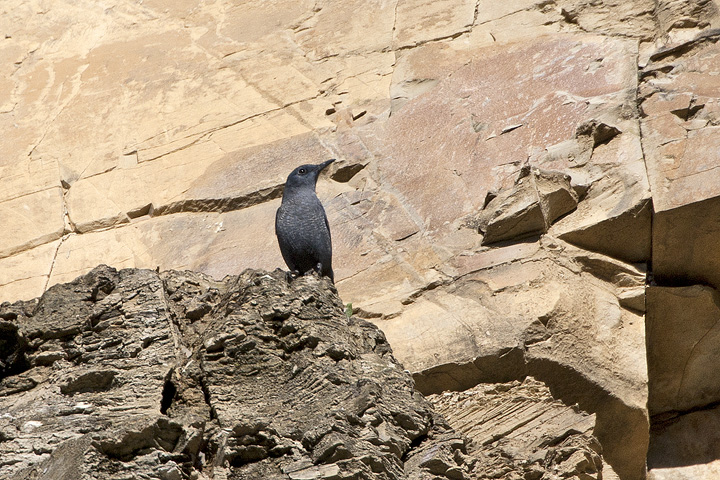 Picchio muraiolo volante